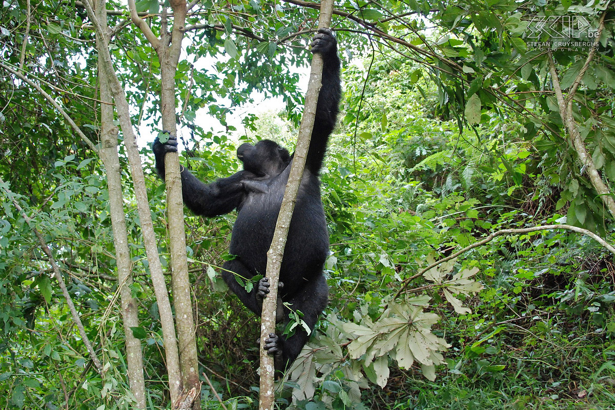 Bwindi - Gorilla - Karibu Na een maaltijd klimt Karibu in een boom. Stefan Cruysberghs